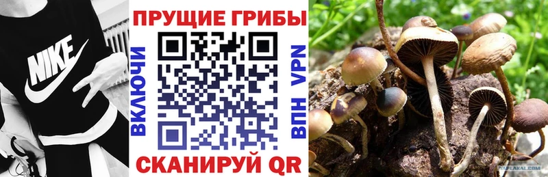 даркнет какой сайт  Болотное  Псилоцибиновые грибы Cubensis 